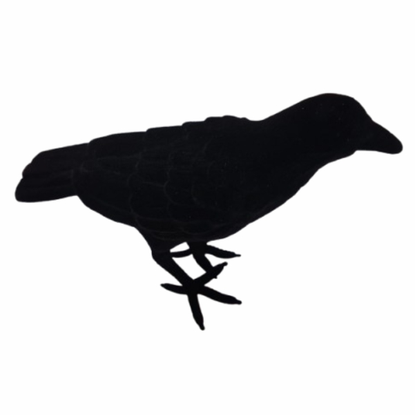 Corvo preto